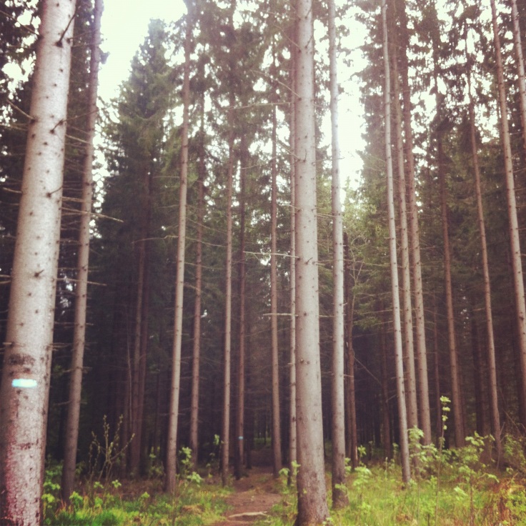 skogen rundt holmenkollen